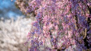 Превью обои сакура, цветы, ветки, дерево, весна, розовый