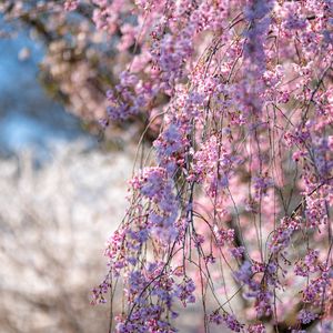 Превью обои сакура, цветы, ветки, дерево, весна, розовый