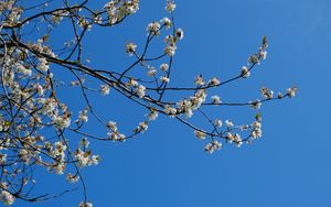 Превью обои сакура, цветы, ветки, весна, небо, синий