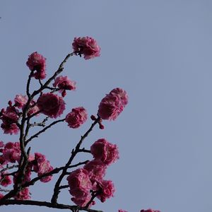 Превью обои сакура, цветы, ветки, макро