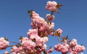 Превью обои сакура, цветы, ветки, весна, розовый