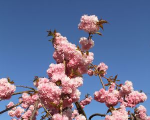 Превью обои сакура, цветы, ветки, весна, розовый