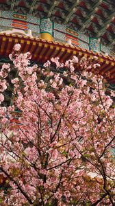 Превью обои сакура, цветы, ветки, храм, япония