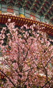 Превью обои сакура, цветы, ветки, храм, япония