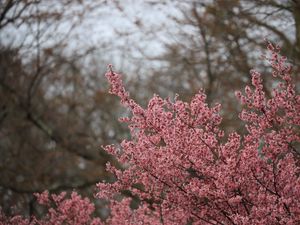 Превью обои сакура, цветы, ветки, розовый, весна