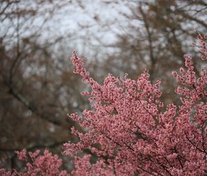 Превью обои сакура, цветы, ветки, розовый, весна