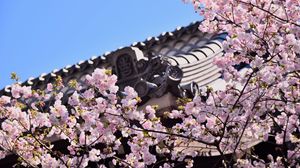 Превью обои сакура, цветы, ветки, крыша, архитектура