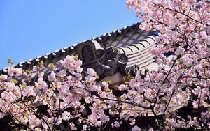 Превью обои сакура, цветы, ветки, крыша, архитектура