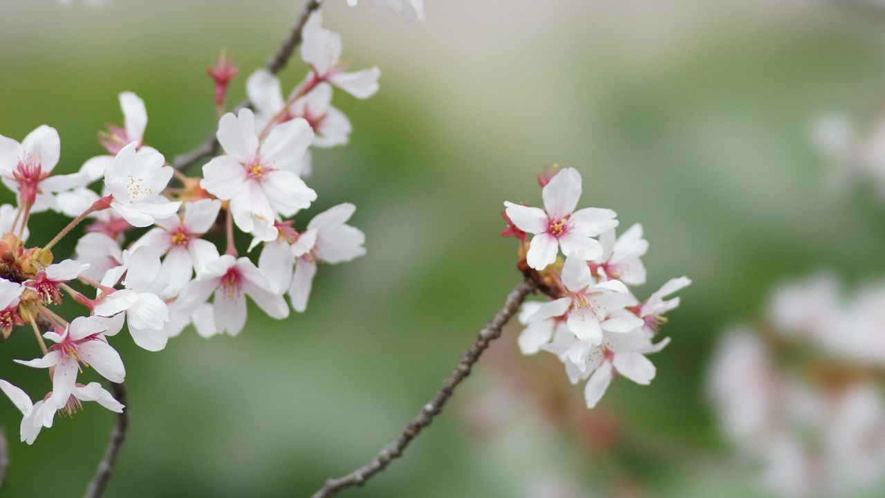 Обои сакура, цветы, ветки, весна, макро