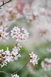 Превью обои сакура, цветы, ветки, весна, макро