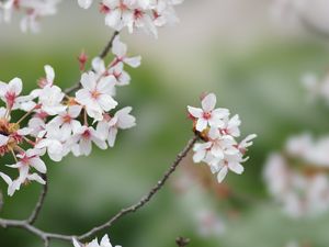 Превью обои сакура, цветы, ветки, весна, макро