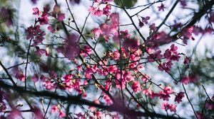 Превью обои сакура, цветы, ветки, макро, розовый