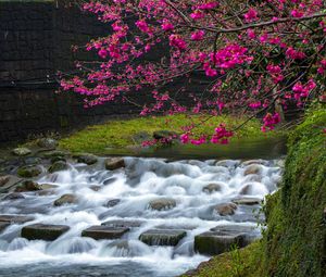 Превью обои сакура, цветы, ветки, водопад, камни, природа