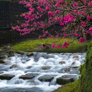 Превью обои сакура, цветы, ветки, водопад, камни, природа
