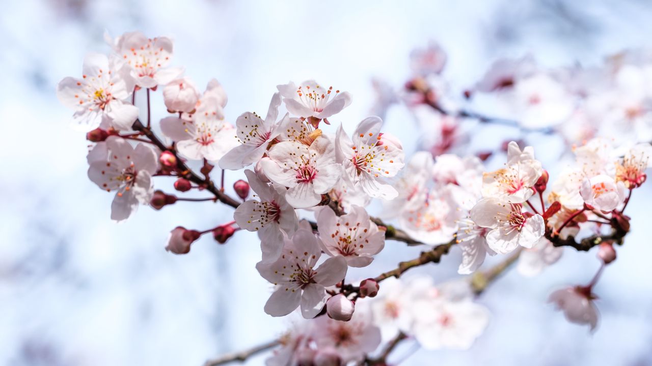 Обои сакура, цветы, ветки, размытие, весна