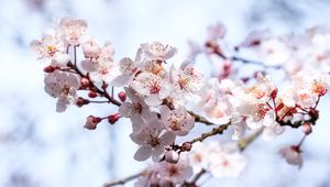 Превью обои сакура, цветы, ветки, размытие, весна