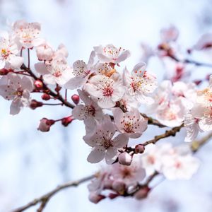 Превью обои сакура, цветы, ветки, размытие, весна
