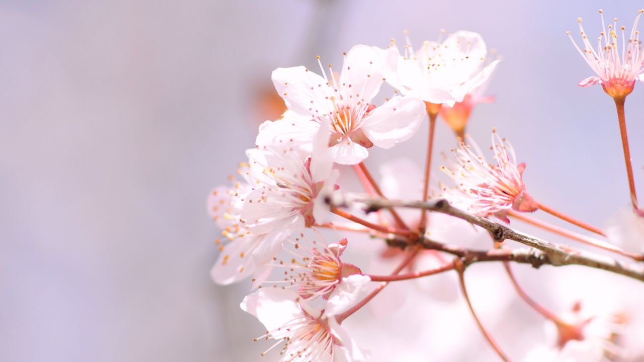 Обои сакура, весна, цветы, лепестки, ветка, размытие