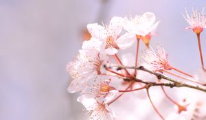 Превью обои сакура, весна, цветы, лепестки, ветка, размытие