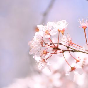 Превью обои сакура, весна, цветы, лепестки, ветка, размытие