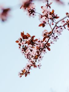 Превью обои сакура, ветка, цветы, цветение, растение