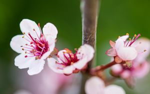Превью обои сакура, ветка, цветы, весна, розовый, макро