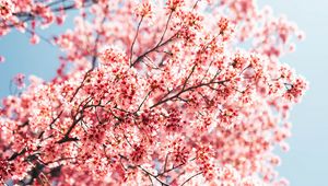 Превью обои сакура, ветки, цветы, весна, макро, розовый