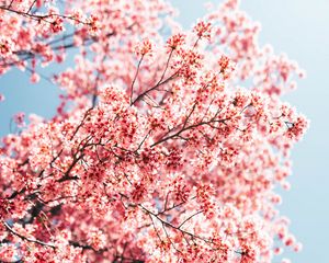 Превью обои сакура, ветки, цветы, весна, макро, розовый