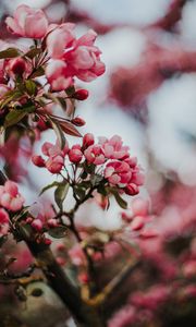 Превью обои сакура, вишня, цветы, розовый, макро