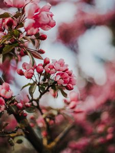Превью обои сакура, вишня, цветы, розовый, макро
