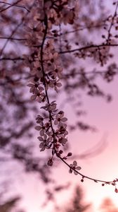 Превью обои сакура, вишня, цветы, ветка, весна