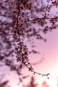 Превью обои сакура, вишня, цветы, ветка, весна