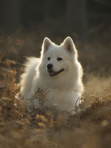 Превью обои самоедская собака, собака, милый, высунутый язык