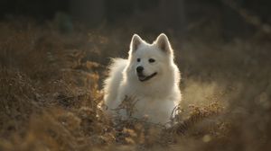 Превью обои самоедская собака, собака, милый, высунутый язык