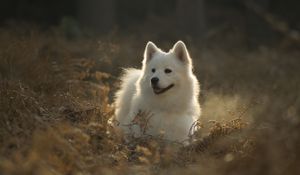 Превью обои самоедская собака, собака, милый, высунутый язык