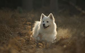 Превью обои самоедская собака, собака, милый, высунутый язык