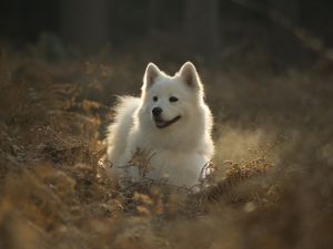 Превью обои самоедская собака, собака, милый, высунутый язык