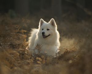 Превью обои самоедская собака, собака, милый, высунутый язык