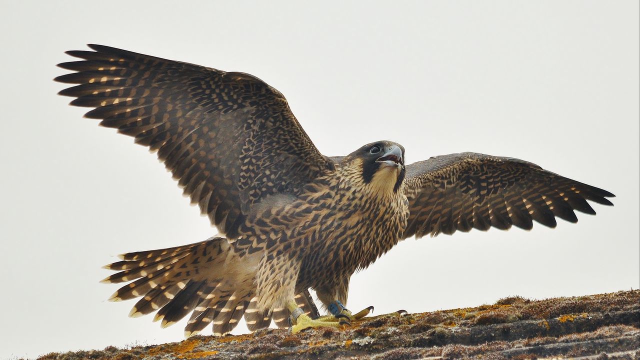 Обои сапсан, птица, хищник, falco peregrinus