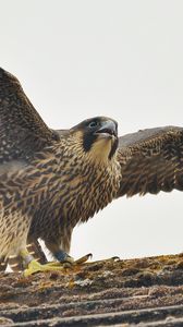 Превью обои сапсан, птица, хищник, falco peregrinus