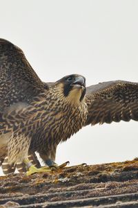 Превью обои сапсан, птица, хищник, falco peregrinus