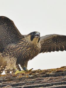 Превью обои сапсан, птица, хищник, falco peregrinus