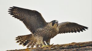 Превью обои сапсан, птица, хищник, falco peregrinus