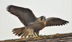 Превью обои сапсан, птица, хищник, falco peregrinus