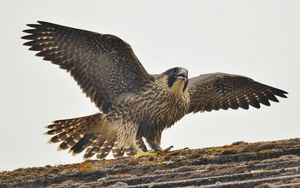 Превью обои сапсан, птица, хищник, falco peregrinus