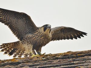 Превью обои сапсан, птица, хищник, falco peregrinus