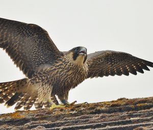 Превью обои сапсан, птица, хищник, falco peregrinus