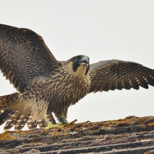 Превью обои сапсан, птица, хищник, falco peregrinus