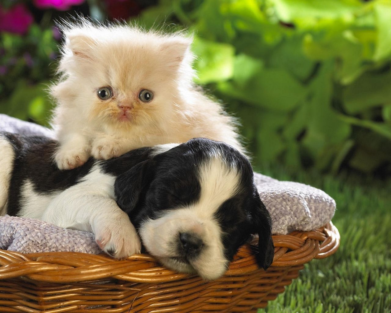 Милые собачки и кошки