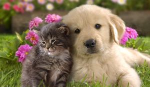 Превью обои щенок, котенок, трава, цветы, пара, дружба